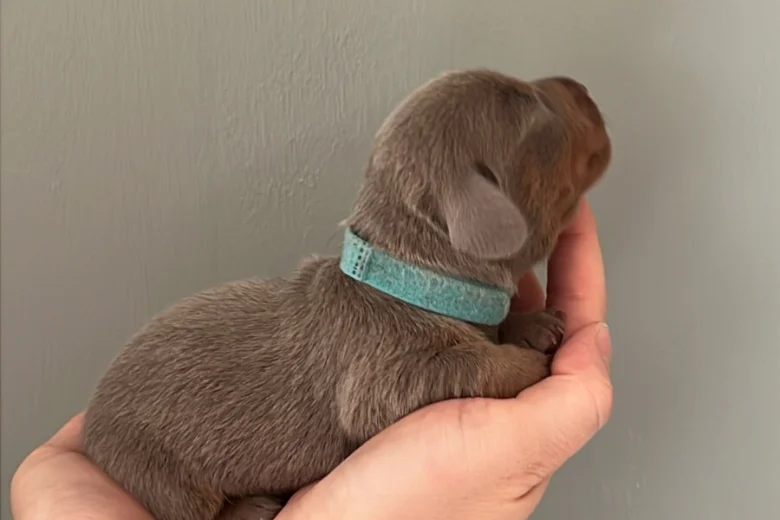Dachshund (Miniature Smooth Haired)