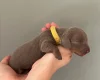 Dachshund (Miniature Smooth Haired)