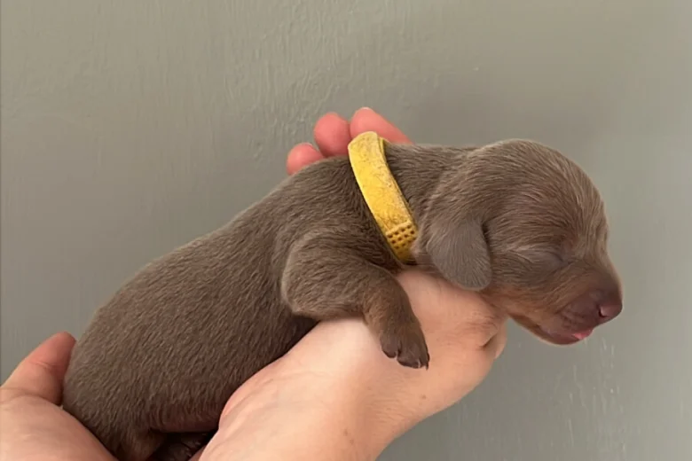 Dachshund (Miniature Smooth Haired)