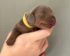 Dachshund (Miniature Smooth Haired)