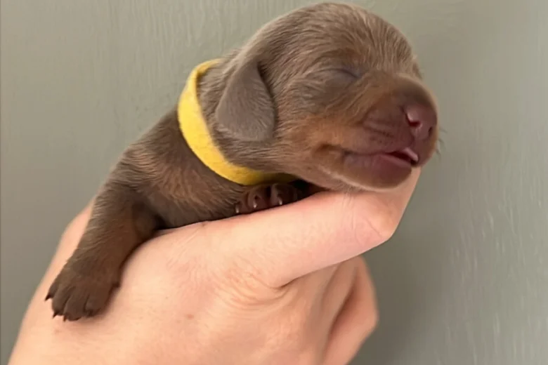 Dachshund (Miniature Smooth Haired)
