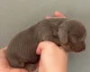 Dachshund (Miniature Smooth Haired)
