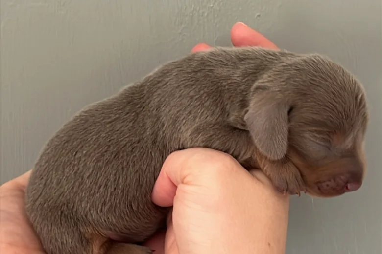 Dachshund (Miniature Smooth Haired)