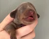 Dachshund (Miniature Smooth Haired)