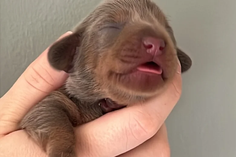 Dachshund (Miniature Smooth Haired)