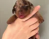 Dachshund (Miniature Smooth Haired)