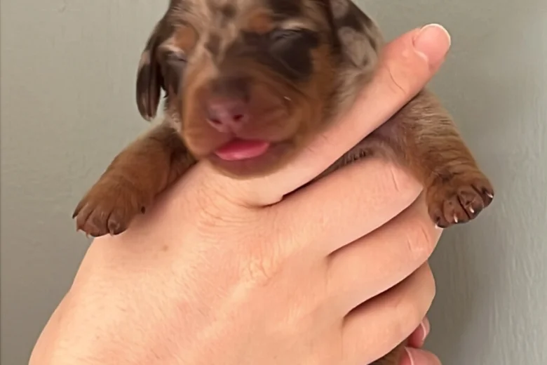 Dachshund (Miniature Smooth Haired)