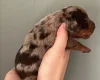 Dachshund (Miniature Smooth Haired)