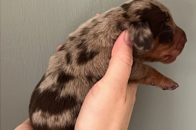 Dachshund (Miniature Smooth Haired)