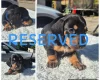 Dachshund (Miniature Smooth Haired)