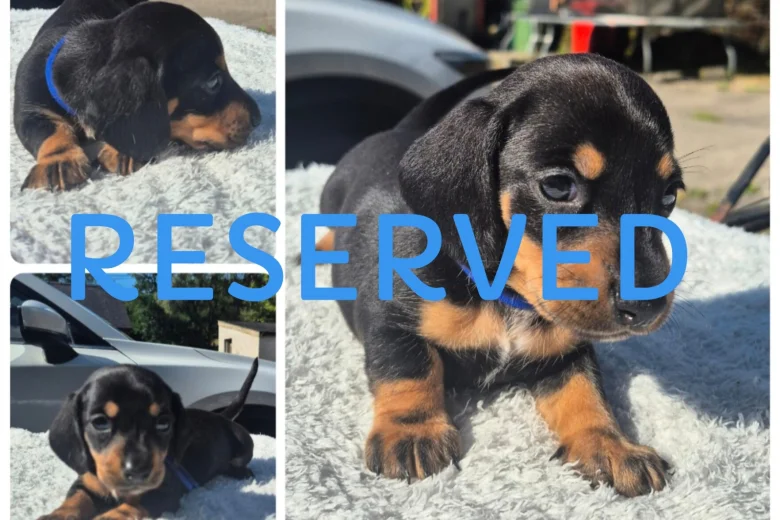Dachshund (Miniature Smooth Haired)