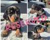Dachshund (Miniature Smooth Haired)