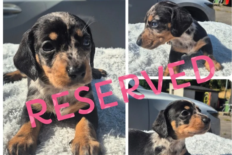 Dachshund (Miniature Smooth Haired)