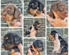 Dachshund (Miniature Smooth Haired)