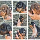 Dachshund (Miniature Smooth Haired)