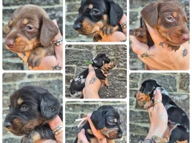 Dachshund (Miniature Smooth Haired)