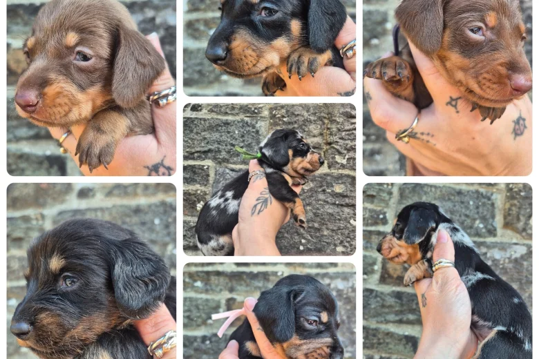 Dachshund (Miniature Smooth Haired)