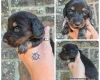 Dachshund (Miniature Smooth Haired)