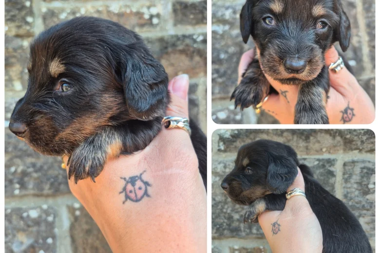 Dachshund (Miniature Smooth Haired)