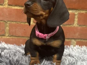 Dachshund (Miniature Smooth Haired)