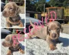 Dachshund (Miniature Smooth Haired)