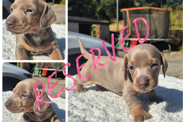 Dachshund (Miniature Smooth Haired)