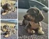 Dachshund (Miniature Smooth Haired)