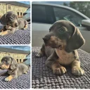 Dachshund (Miniature Smooth Haired)