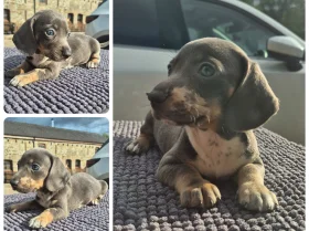 Dachshund (Miniature Smooth Haired)