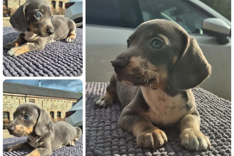Dachshund (Miniature Smooth Haired)