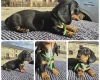 Dachshund (Miniature Smooth Haired)