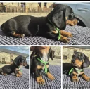 Dachshund (Miniature Smooth Haired)
