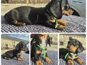 Dachshund (Miniature Smooth Haired)