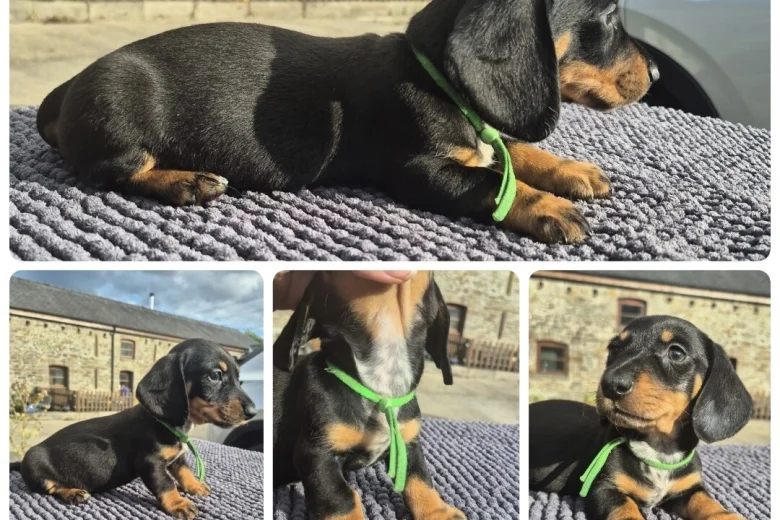Dachshund (Miniature Smooth Haired)