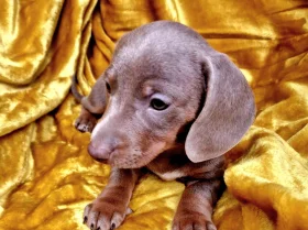 Dachshund (Miniature Smooth Haired)