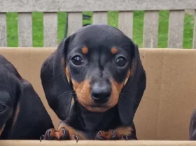 Dachshund (Miniature Smooth Haired)