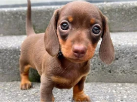 Dachshund (Miniature Smooth Haired)
