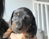 Dachshund (Miniature Smooth Haired)