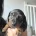Dachshund (Miniature Smooth Haired)