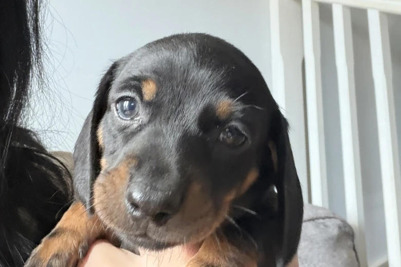 Dachshund (Miniature Smooth Haired)
