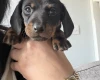 Dachshund (Miniature Smooth Haired)