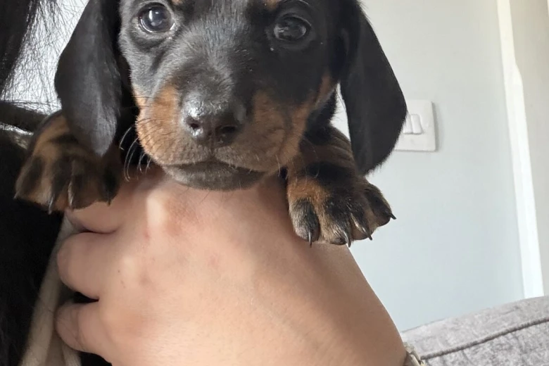 Dachshund (Miniature Smooth Haired)