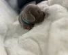 Dachshund (Miniature Smooth Haired)