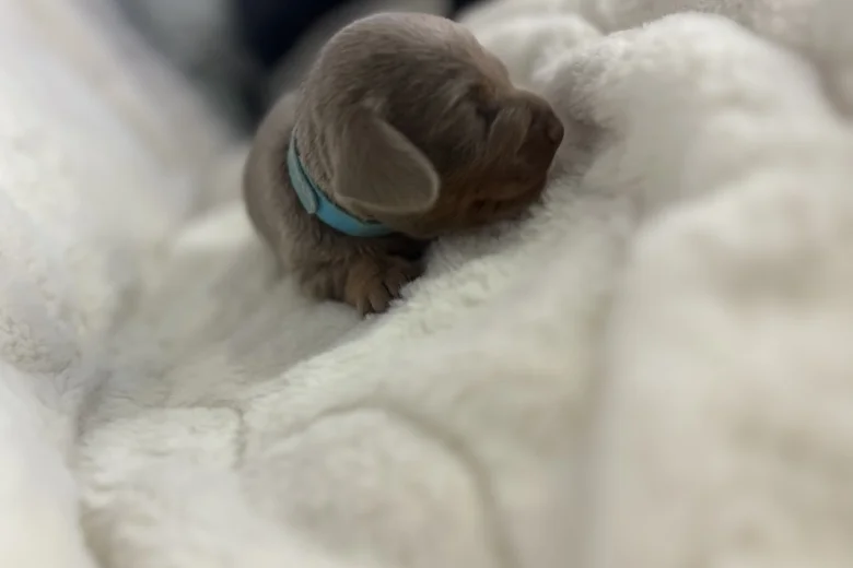 Dachshund (Miniature Smooth Haired)