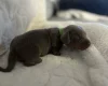 Dachshund (Miniature Smooth Haired)