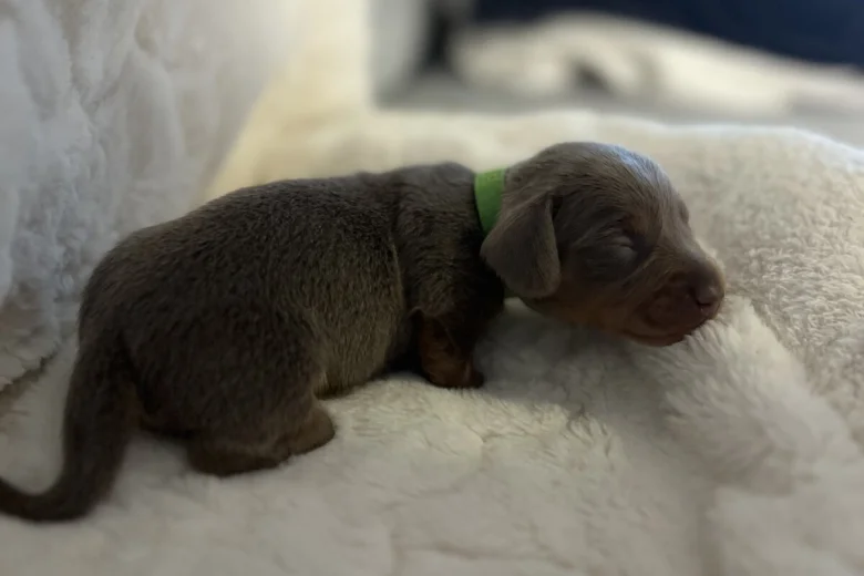 Dachshund (Miniature Smooth Haired)