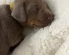 Dachshund (Miniature Smooth Haired)