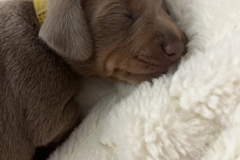 Dachshund (Miniature Smooth Haired)