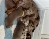Dachshund (Miniature Smooth Haired)