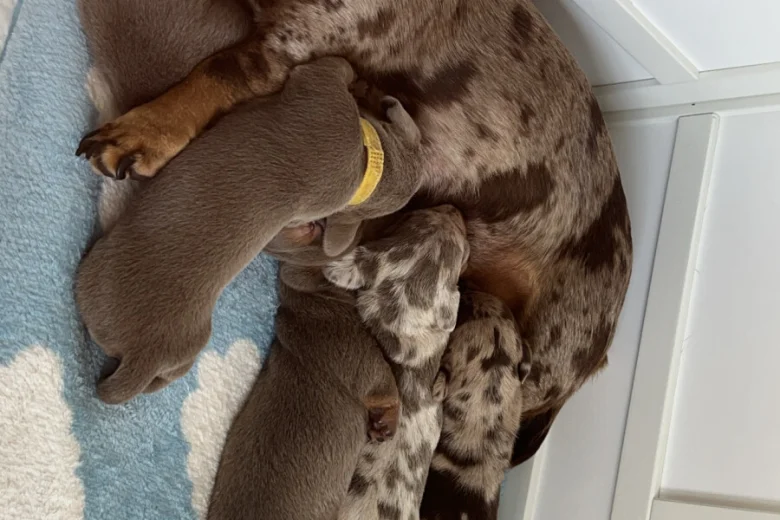 Dachshund (Miniature Smooth Haired)